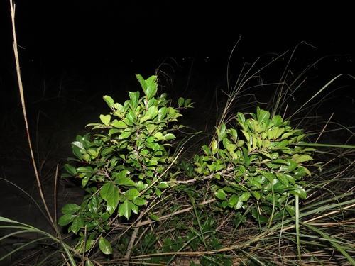 Image of Glochidion rubrum by (c) chiuluan, some rights reserved (CC BY)