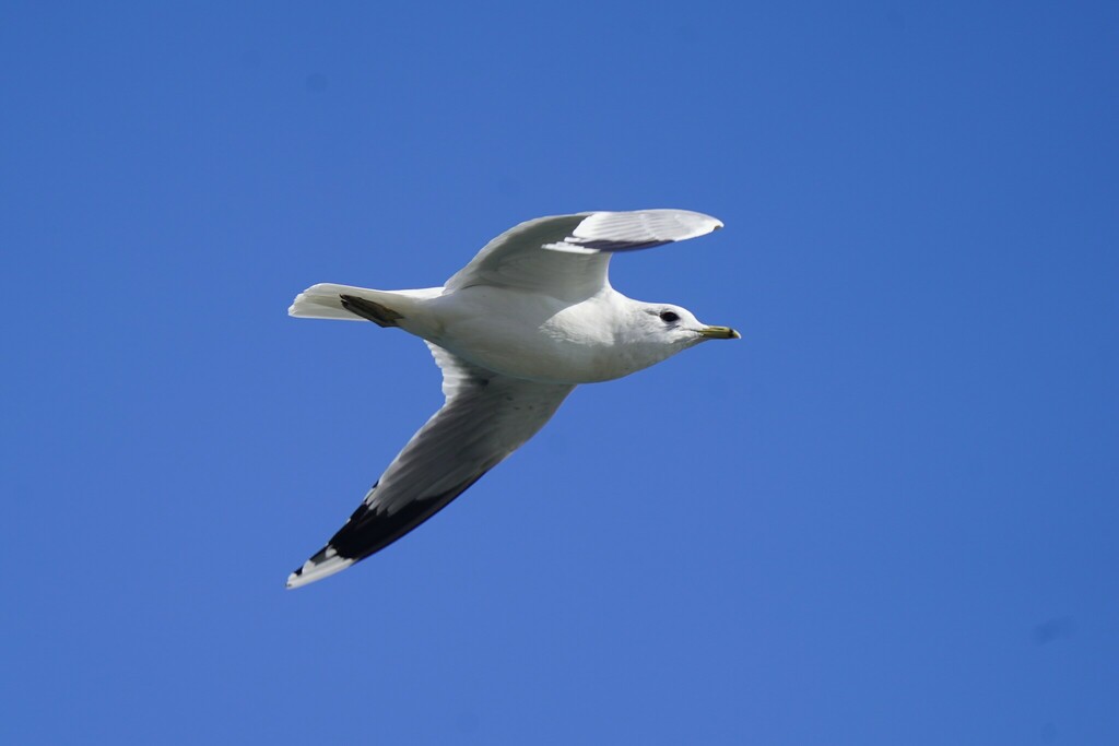 갈매기 from Земунски кеј, Београд... at 12:07 오후 by Vladislav Kurakhtenkov · iNaturalist 갈매기 (Larus canus)