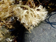 Chondrus