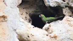 Rhynchopsitta terrisi