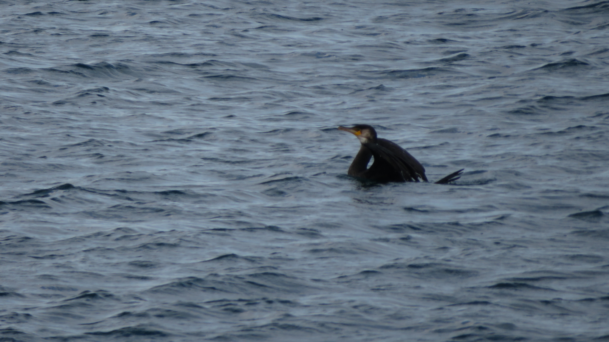 Japanese Cormorant