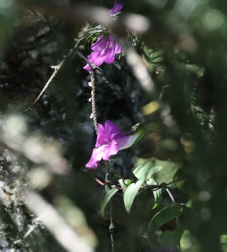 Image of Maurandya scandens by (c) nmoorhatch, some rights reserved (CC BY)