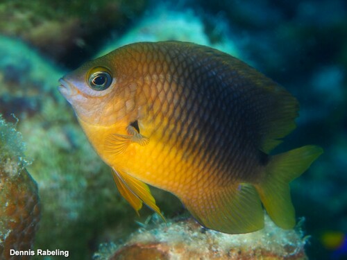 Threespot Damselfish