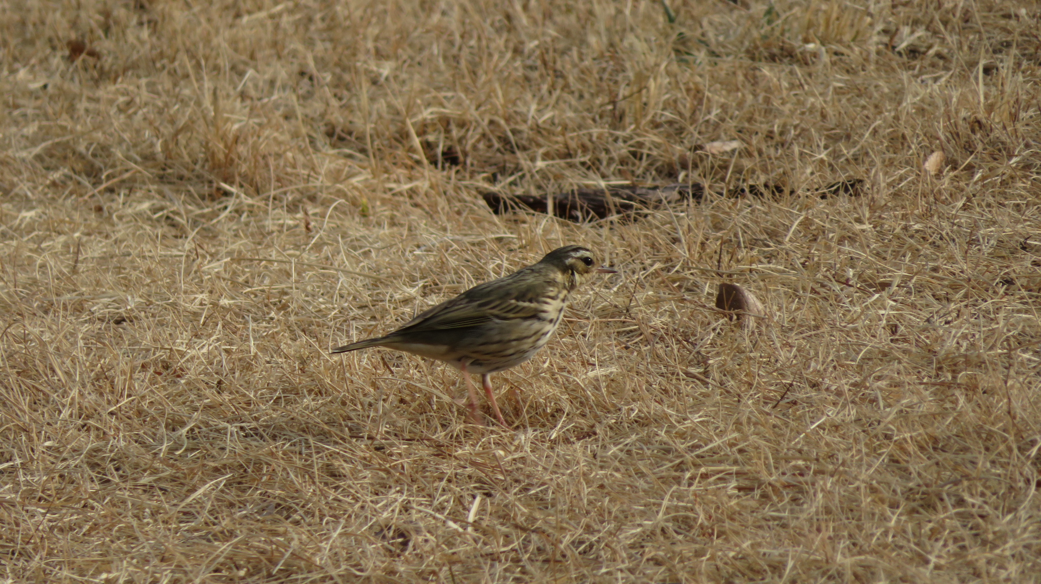 Anthus hodgsoni Richmond, 1907