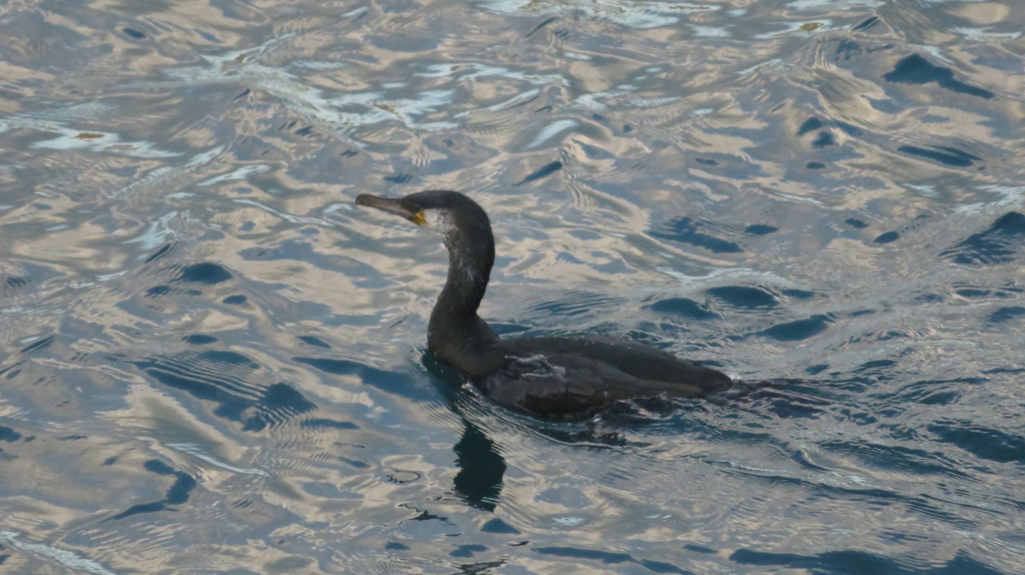 Japanese Cormorant
