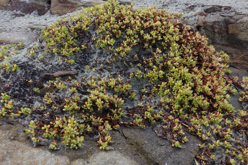 Crassula moschata