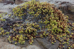Crassula moschata