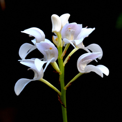 Govenia liliacea