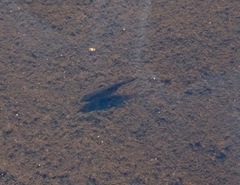 Gasterosteus aculeatus