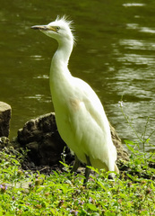 Bubulcus ibis