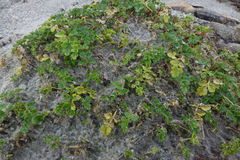 Apium prostratum filiforme