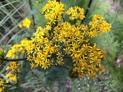 Packera sanguisorbae