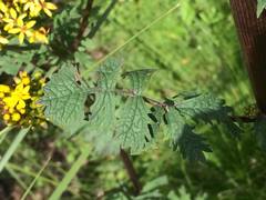 Packera sanguisorbae