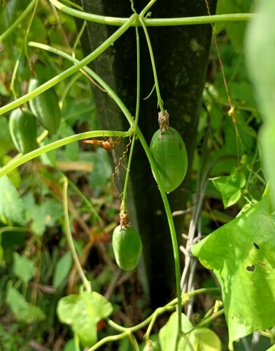 Image of Passiflora gracilis by (c) John Ocampo, some rights reserved (CC BY)