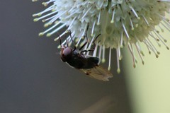 Copestylum vesicularium