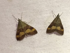 Pyrausta flavofascialis