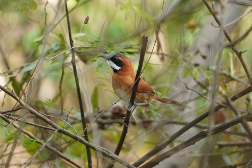 White-whiskered Spinetail (Synallaxis candei)