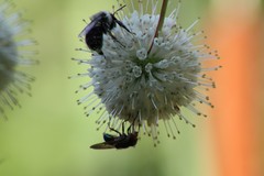 Copestylum vesicularium