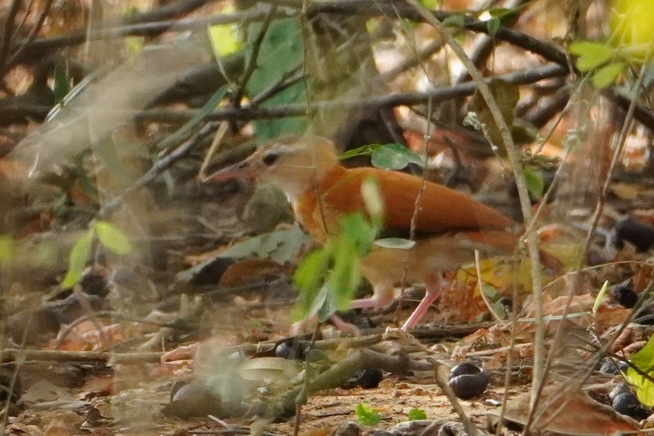 Caribbean Hornero (Furnarius longirostris), photo 3
