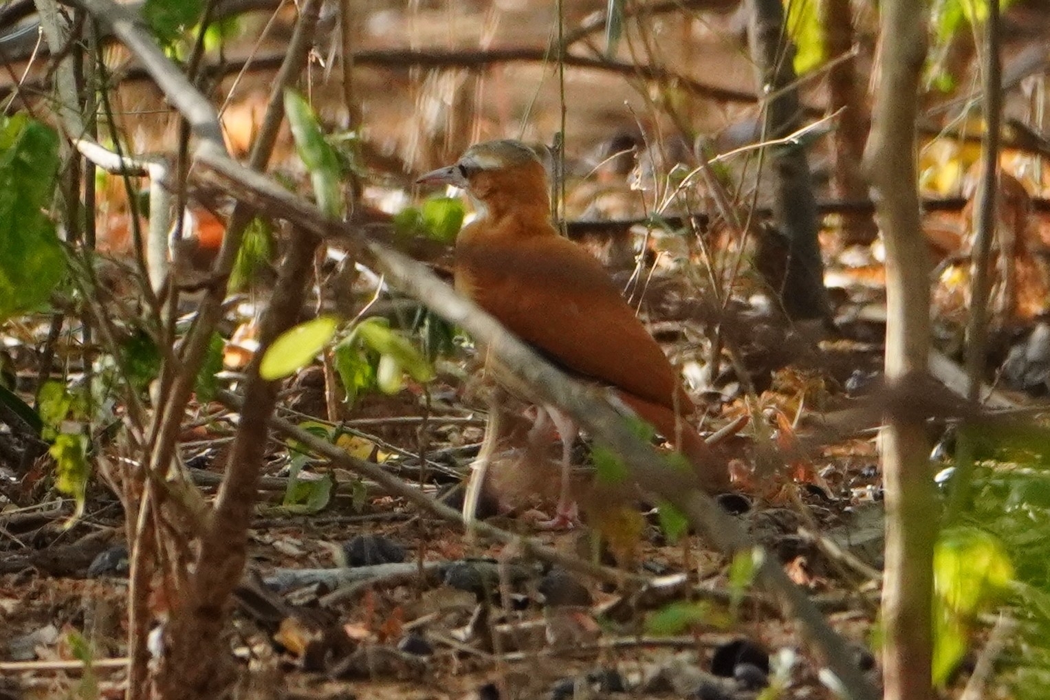 Caribbean Hornero (Furnarius longirostris), photo 4