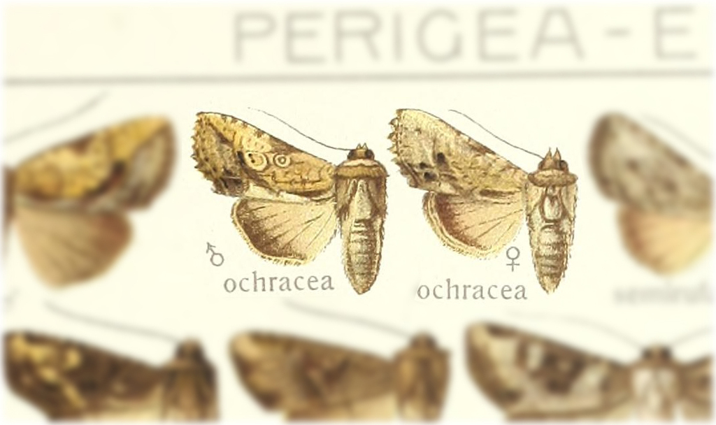 Bagada ochracea