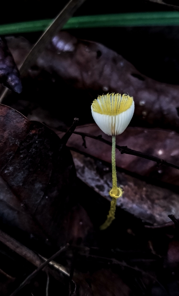 Leucocoprinus fragilissimus · February 2025 · photo: © edivansza (iNaturalist, cc-by)