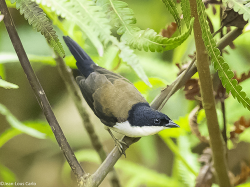 iNaturalist image