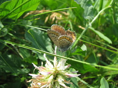 Plebejus argus