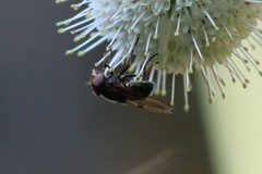 Copestylum vesicularium