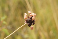 Allium