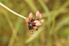 Allium