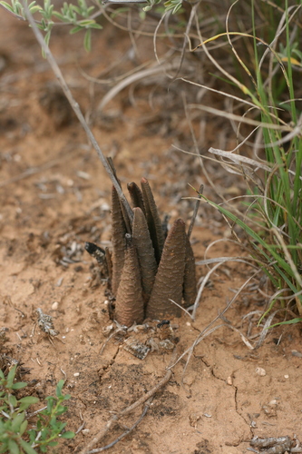 Haworthia sordida 4