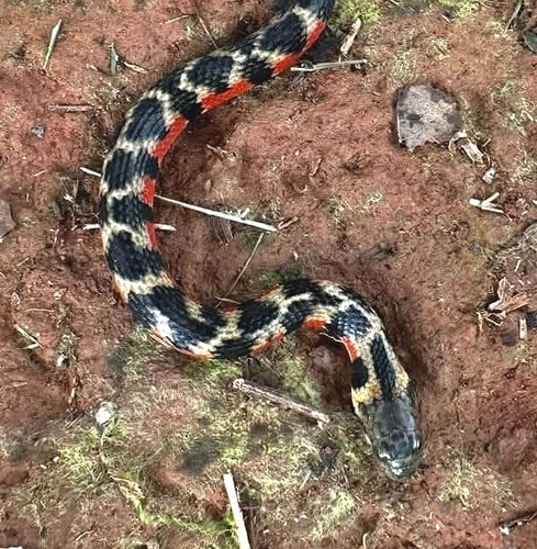 São Paulo Keelback