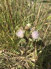 Cirsium acaule esculentum