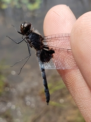 Celithemis martha