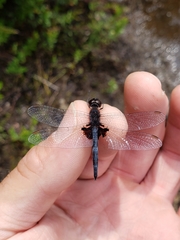 Celithemis martha