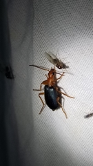 Brachinus elongatulus