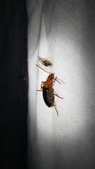 Brachinus elongatulus