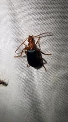 Brachinus elongatulus