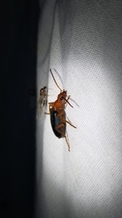 Brachinus elongatulus