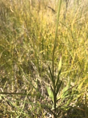 Gentianopsis barbata