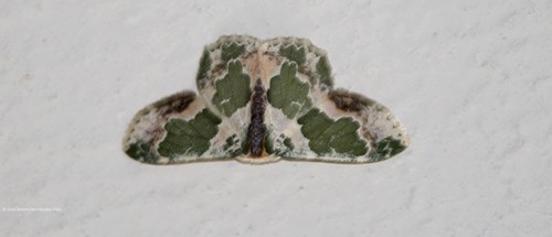 Lophochorista calliope
