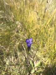 Gentianopsis barbata