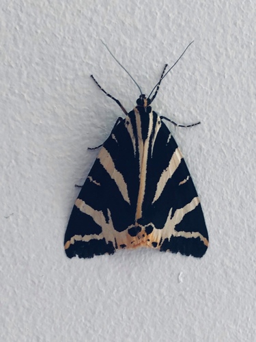 Euplagia quadripunctaria