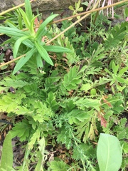 Geum triflorum