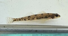 Waccamaw Darter photo 2
