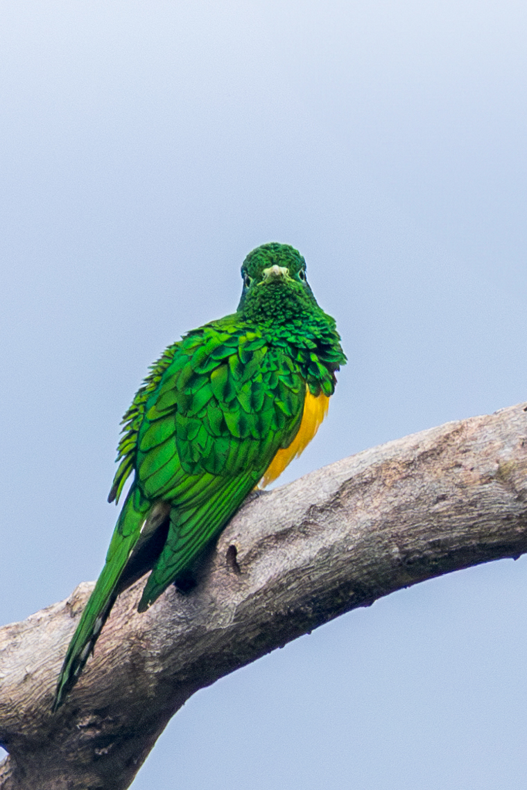 African Emerald Cuckoo (Chrysococcyx cupreus), photo 2