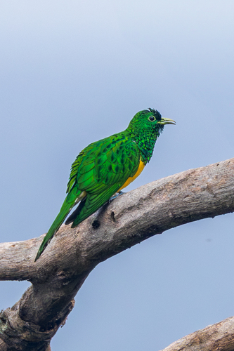 African Emerald Cuckoo (Chrysococcyx cupreus), photo 7
