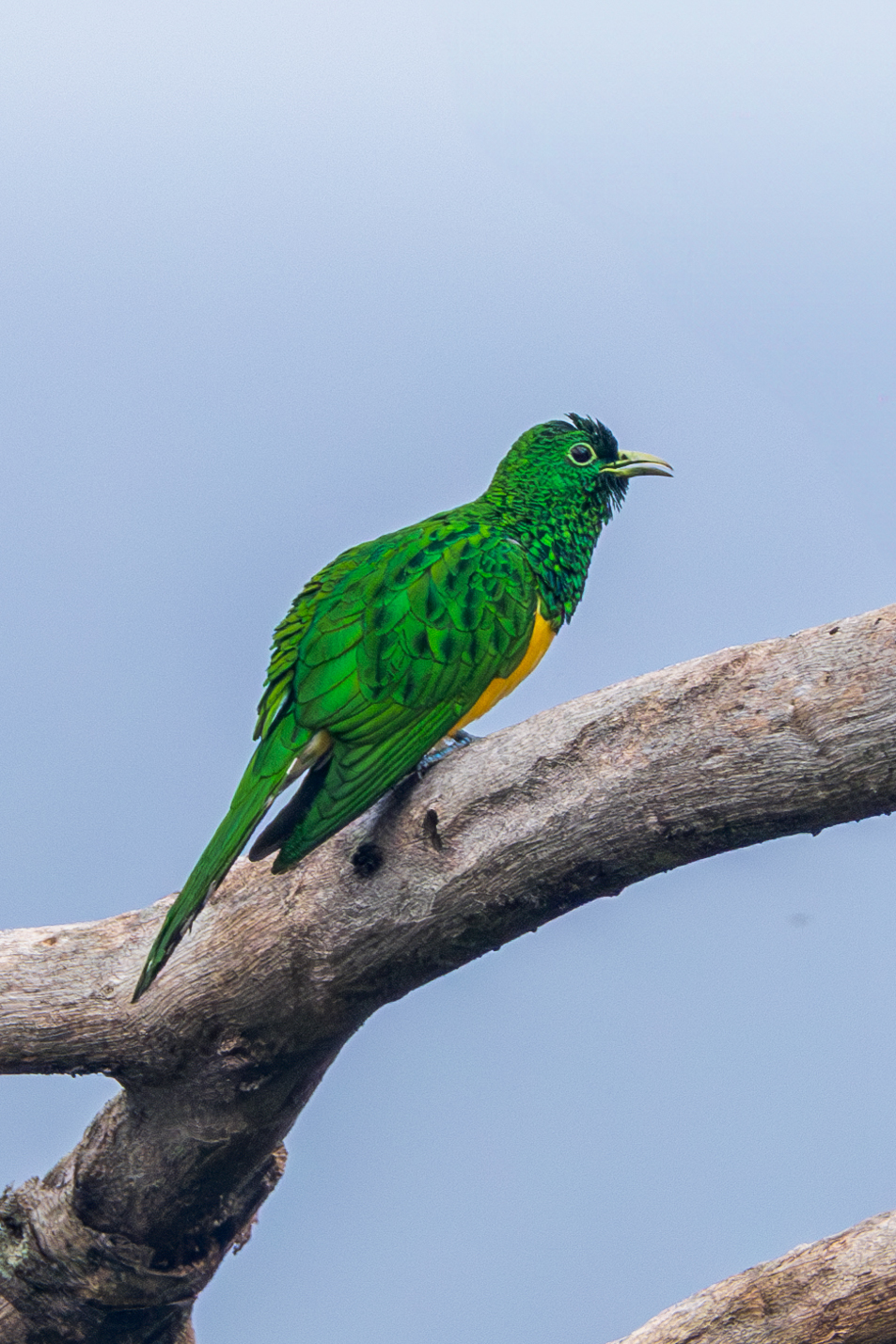 African Emerald Cuckoo (Chrysococcyx cupreus), photo 9