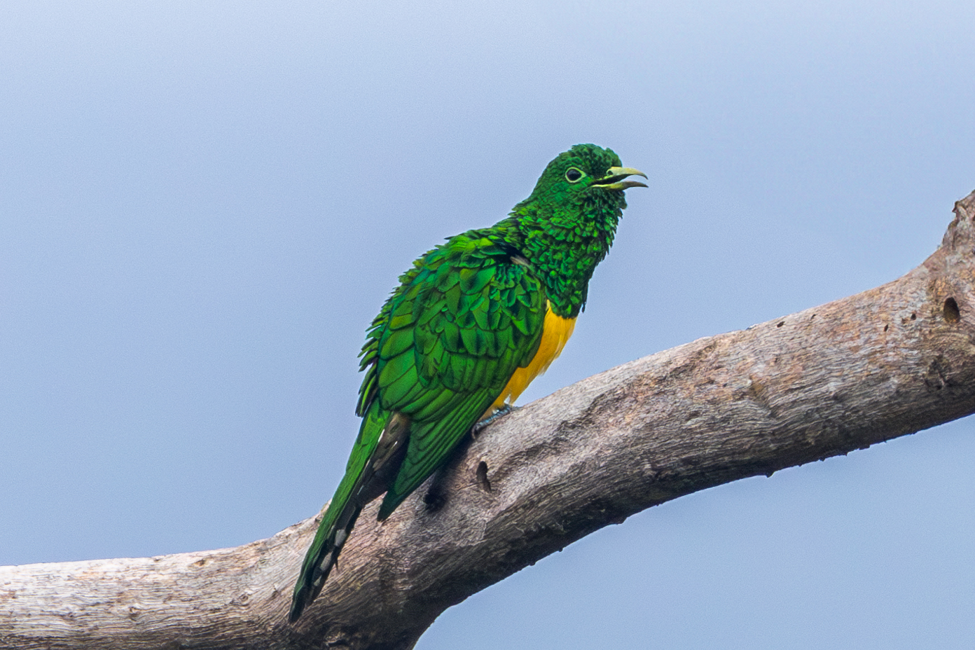 African Emerald Cuckoo (Chrysococcyx cupreus), photo 1